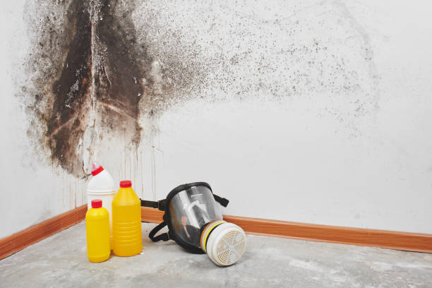Best Mold Testing  in Wake Village, TX