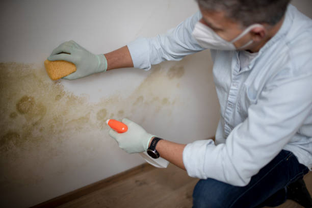 Best Certified Mold Removal  in Wake Village, TX
