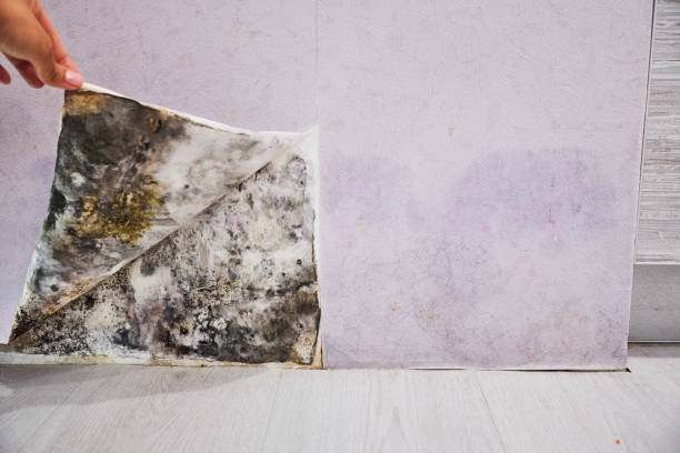 Best Mold Remediation Services  in Wake Village, TX